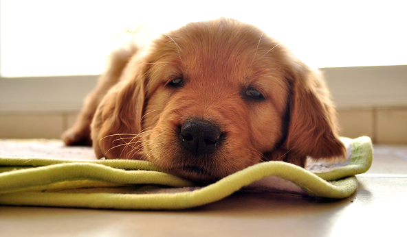 huntersville-animal_orig